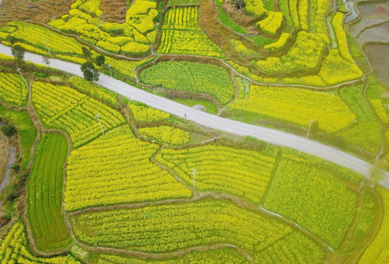 錦屏縣鐘靈鄉(xiāng) 油菜花開富鄉(xiāng)村，稻油輪作繪就金色畫卷